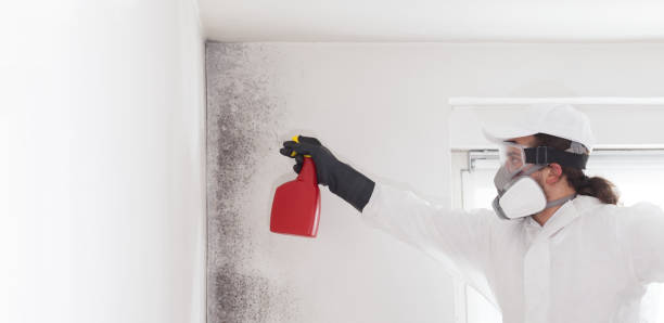 Best Emergency Mold Removal  in Avon, MN