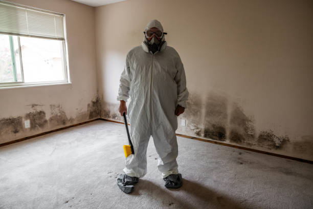 Best Attic Mold Removal  in Avon, MN