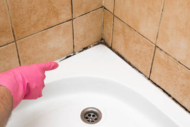 Trusted Avon, MN Mold Removal Experts