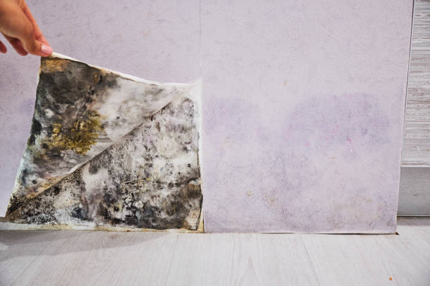 Best Mold Remediation  in Avon, MN